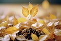 Sprout of a plant grows on fall leaves Royalty Free Stock Photo