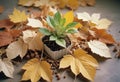 Sprout of a plant grows on fall leaves Royalty Free Stock Photo