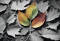 Sprout of a plant grows on fall leaves Royalty Free Stock Photo