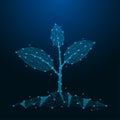 Sprout of plant made by points and lines. Low poly blue seedling. Polygonal wireframe mesh on night sky. Vector.