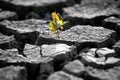 Sprout plants growing on very dry cracked earth Royalty Free Stock Photo