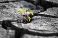 Sprout plants growing on very dry cracked earth Royalty Free Stock Photo