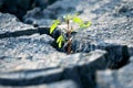 Sprout plants growing on very dry cracked earth Royalty Free Stock Photo