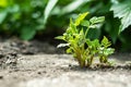 A sprout of a raspberry bush makes its way through the asphalt Royalty Free Stock Photo