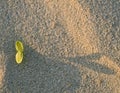 Sprout sand Royalty Free Stock Photo