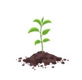 Sprout seedling shoot germination in the pile dirt soil. Young tree growing in the ground. Agricultural plant spring