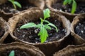 Sprout Seedling Of Tomato With Leaves Growing In Peat Pot. Royalty Free Stock Photo