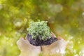 Sprout or small plant on hand with bokeh green tree bokeh background, environment tree and forest save,afforest