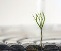 a sprout on some small rocks near an empty laptop keyboard