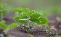 Sprout of sprouting soybeans in the soil. Royalty Free Stock Photo