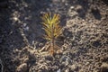 Sprout spruce. Coniferous tree planted in the ground.