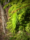 Sprout of spruce