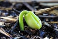 Sprout of Tamarind Seed that the Agriculturist Cultivates to Keep and Prepare go to Grow. Royalty Free Stock Photo