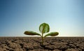 Sprout with three green leaf to grow out on droughty desert Royalty Free Stock Photo