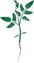 Sprout of tomato with root and green leaves in flat style