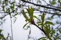 Sprout of a tree with leaves