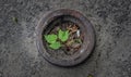 Sprout of a tree sprouting from asphalt