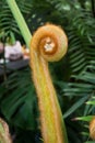 Sprout of tropical giant fern