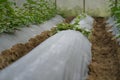 Sprout of vegetable prepare on mulching film wating for grow in greenhouse Royalty Free Stock Photo