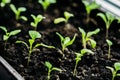 Close-up of aubergine seedlings