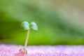 Sprout of vegetables for preparing Royalty Free Stock Photo