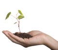 Sprout vine in woman hand