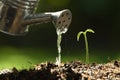 Sprout watered from a watering can on nature Royalty Free Stock Photo