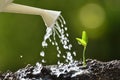 Sprout watered from a watering can Royalty Free Stock Photo