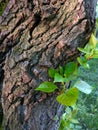 The sprout of a young branch on the bark of an old tree in spring. Perseverance, growth, recovery, rejuvenation, a new concept of