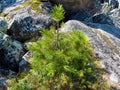 A sprout of a young cedar. Close-up Royalty Free Stock Photo