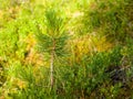 A sprout of a young cedar. Close-up Royalty Free Stock Photo