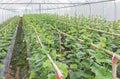 Sprout young of japanness melons or green melons or cantaloupe melons plants growing in greenhouse Royalty Free Stock Photo