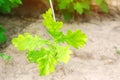 Sprout of young oak. young forest. damaged plant by insects. green leaves. Tree oak planted in the soil substrate. Royalty Free Stock Photo