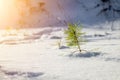 A sprout of a young pine tree sticks out from under the snow. Winter landscape with coniferous wood. Selective focus Royalty Free Stock Photo