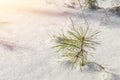 A sprout of a young pine tree sticks out from under the snow. Winter landscape with coniferous wood. Selective focus Royalty Free Stock Photo