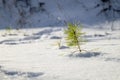 A sprout of a young pine tree sticks out from under the snow. Winter landscape with coniferous wood. Selective focus Royalty Free Stock Photo