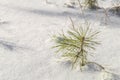 A sprout of a young pine tree sticks out from under the snow. Winter landscape with coniferous wood. Selective focus Royalty Free Stock Photo