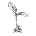 Sprout. Pencil drawing. Doodle style. Green sprout growing isolated on a white background.