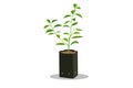 Sprout young seedling in black bag.Lime tree seedling vector isolated white background.Plant little Lemon tree. Royalty Free Stock Photo