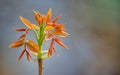 Sprout of young walnut tree Royalty Free Stock Photo