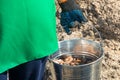 Sprouted acorns before landing in a bucket in the hand of a woman