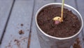 Sprouted avocado pit. Growing avocados in a pot. A young fresh avocado sprout with leaves grows from a seed in a pot. Sprout an Royalty Free Stock Photo