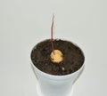 Sprouted avocado seed in a flower pot, a small sprout has grown from the seed