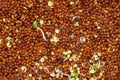 Sprouted brown mustard seeds