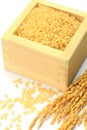 Sprouted brown rice and ear of rice Royalty Free Stock Photo