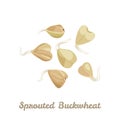 Sprouted buckwheat isolated on a white background. Vector illustration of sprouted grains of green buckwheat