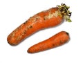 Sprouted carrot on a white background. Vegetable isolate. Rotten carrots