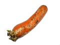 Sprouted carrot on a white background. Vegetable isolate. Rotten carrots