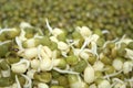 Sprouted closeup mungs and blurry dry mung beans plant food ingredient Royalty Free Stock Photo