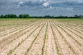 Sprouted corn maize under stormy clouds Royalty Free Stock Photo